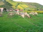 nieder_01